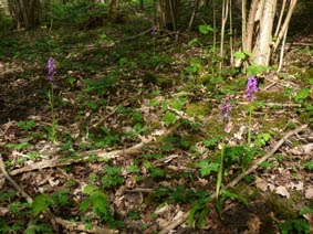 Orchis mascula 'purpurea'